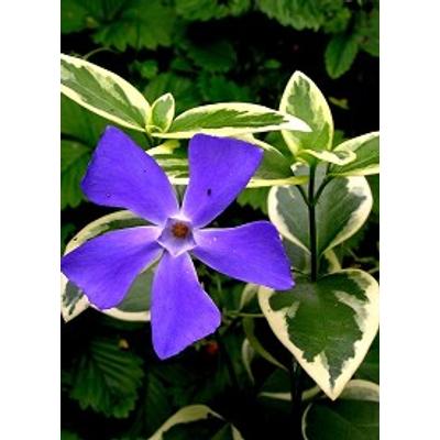 Vinca minor 'Variegata' - kis télizöld