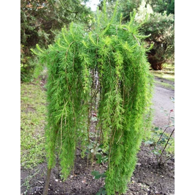 Larix decidua 'Puli' - Csüngő ágú vörösfenyő