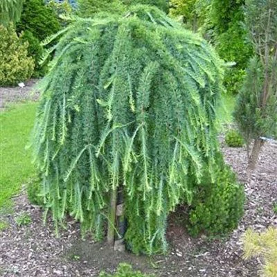 Larix 'Stiff Weeping' – Vörösfenyő
