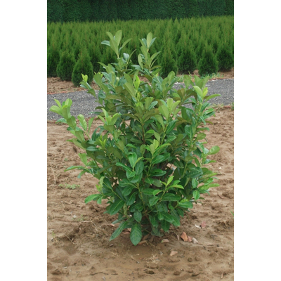 Prunus laurocerasus 'Rotundifolia' - Kereklevelű babérmeggy