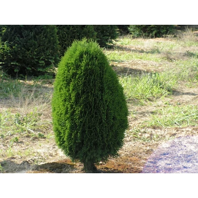 Thuja occidentalis 'Egg' - Tojás alakú tuja