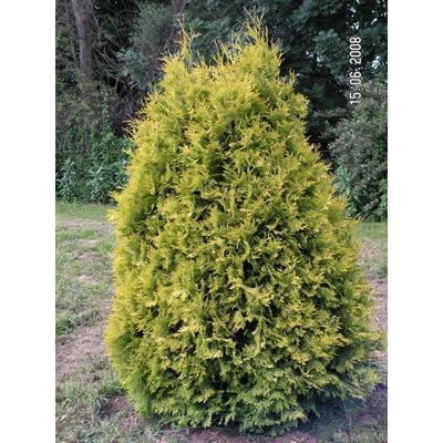 Thuja occidentalis 'Europe Gold' - Sárga nyugati tuja