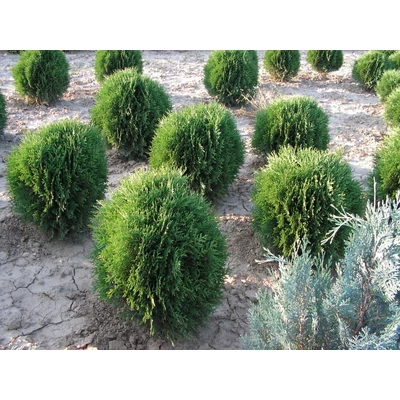 Thuja occidentalis 'Kobold' - Törpe tuja