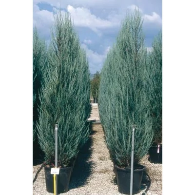 Juniperus virginiana 'Skyrocket' - Rakéta boróka