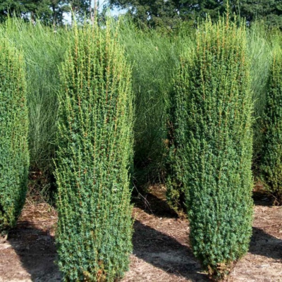 Juniperus communis 'Hibernica' - Ír oszlopos boróka