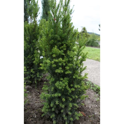 Taxus baccata 'Overeynderi' - Oszlopos tiszafa