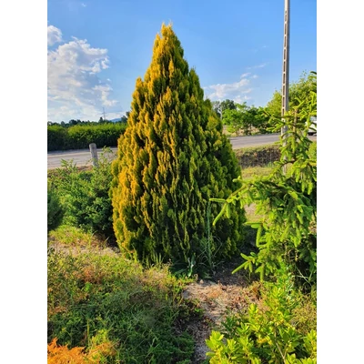 Thuja (Platycladus) orientalis 'Pyramidalis Aurea' – Aranylombú piramistuja