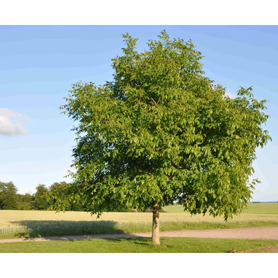 Juglans regia – Közönséges dió