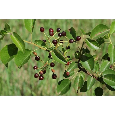 Prunus mahaleb - Sajmeggy