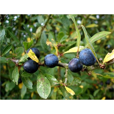 Prunus spinosa - Kökény