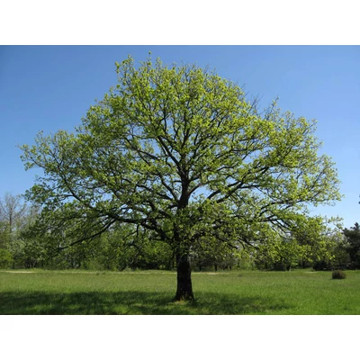 Quercus petraea  - Kocsánytalan tölgy