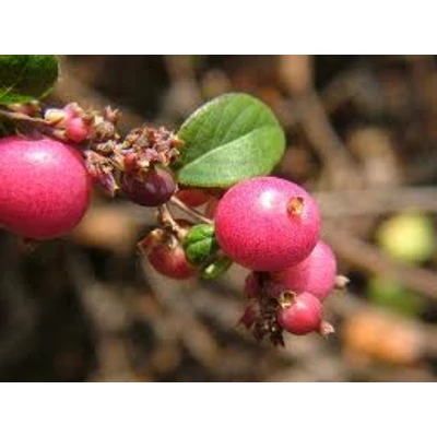 Symphoricarpos orbiculatus – Piros hóbogyó