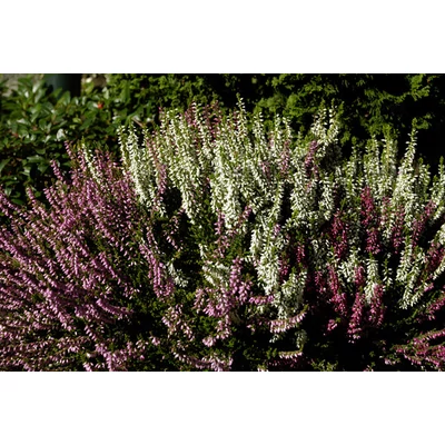 Erica carnea - Hanga