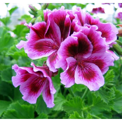 Pelargonium x domesticum - Angol muskátli