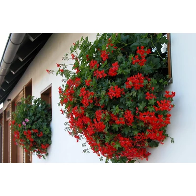 Pelargonium peltatum - Futó muskátli (piros)
