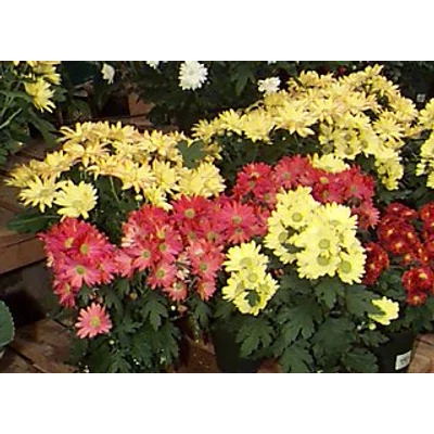 Chrysanthemum sp. - Krizantém