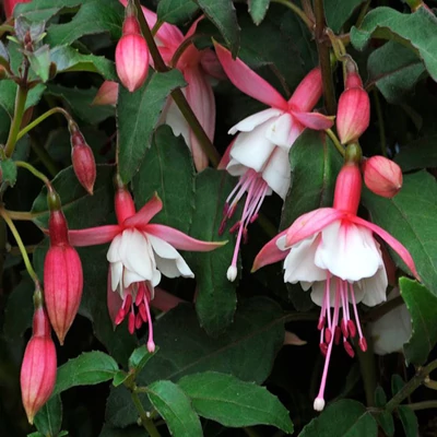 Fuchsia 'Alice Hoffman' – Fukszia