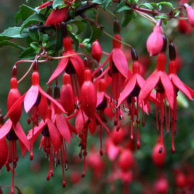 Fuchsia 'Riccartonii' – Fukszia