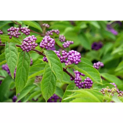 Callicarpa bodinieri 'Profusion' - Kínai lilabogyó