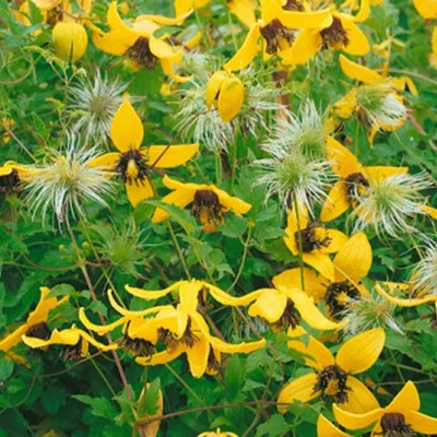 Clematis 'Golden Tiara'® –Mongol Iszalag