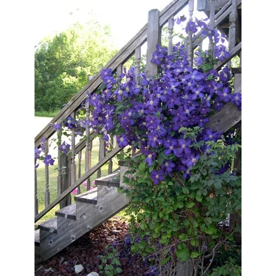 Clematis 'Jackmanii'  - Lila iszalag