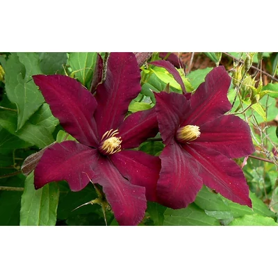 Clematis 'Niobe'  - Bíborlila iszalag