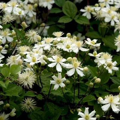 Clematis 'Paul Farges' – Iszalag