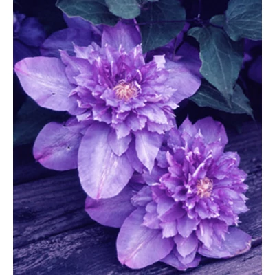 Clematis 'Vyvyan Pennell' - Dupla, lila iszalag