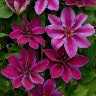 Clematis 'Akaishi' – Iszalag (sötét rózsaszín, szimpla)