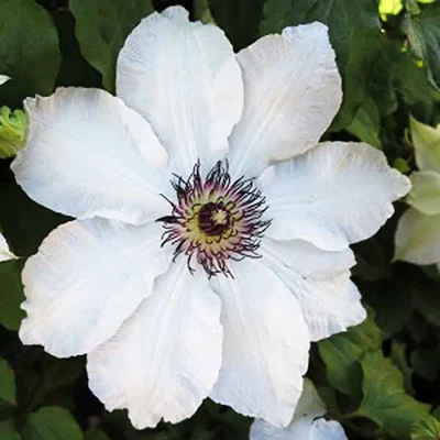 Clematis 'Anna Karolina' – Iszalag (hófehér, szimpla)