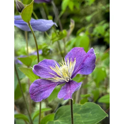 Clematis 'Arabella' – Réti Iszalag (lila, szimpla)