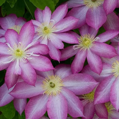 Clematis 'Asao' – Iszalag (vöröses rózsaszín virágú)