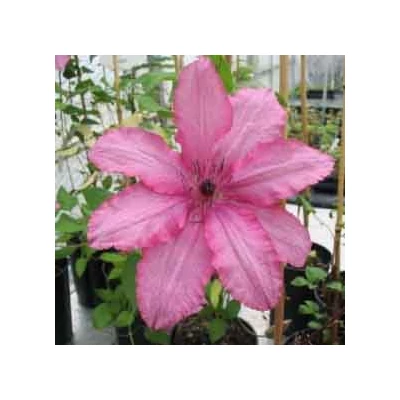Clematis 'Barbara' – Iszalag (lazacszínű, szimpla)
