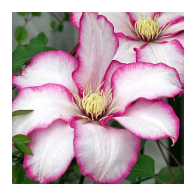 Clematis 'Betty Risdon' – Iszalag (rózsaszín-sötét rózsaszín virágú)