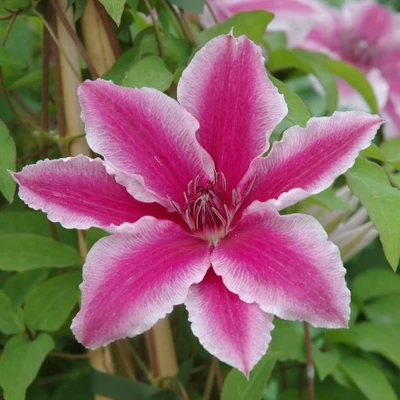 Clematis 'Carnaby' – Iszalag (málna rózsaszín, sötétlila csíkkal)
