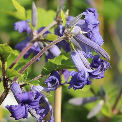 Clematis 'Cassandra' – Iszalag