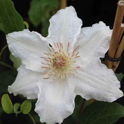 Clematis 'Destiny' – Iszalag