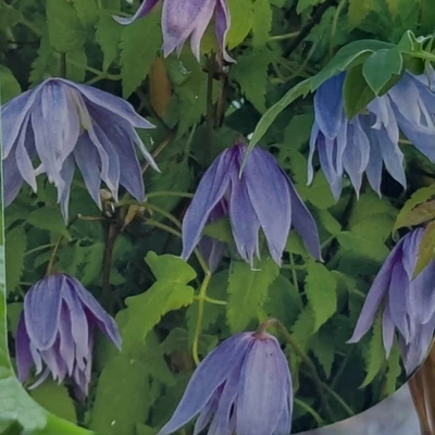 Clematis 'Exima' – Iszalag