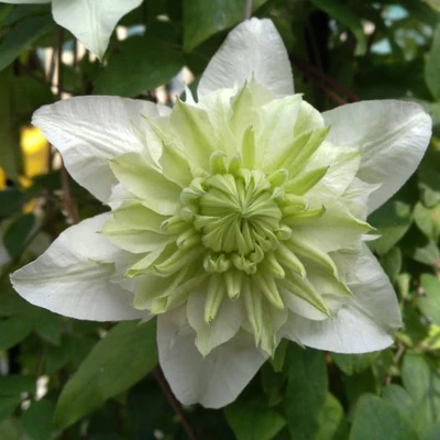 Clematis florida 'Alba Plena' – Iszalag