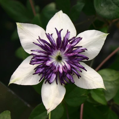 Clematis florida 'Sieboldii (Bicolor)' – Iszalag