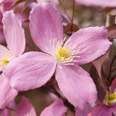 Clematis 'Fragrant Spring' – Iszalag