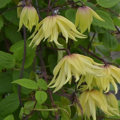 Clematis 'Golden Surprise' – Iszalag
