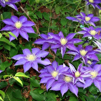 Clematis 'Hakuookan' – Iszalag (lila virágú)