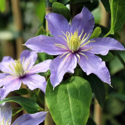 Clematis 'Justa' – Iszalag