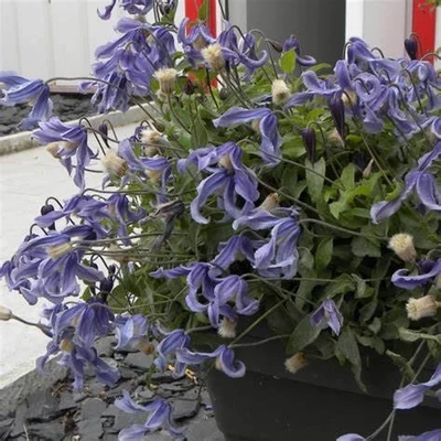 Clematis 'Little Artist' – Iszalag
