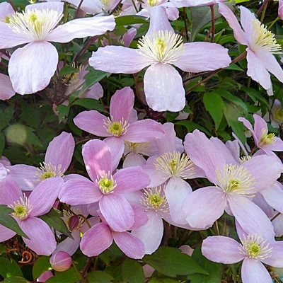 Clematis montana 'Elizabeth' – Iszalag