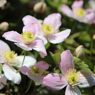 Clematis montana – Iszalag