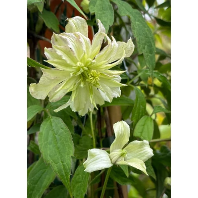 Clematis montana 'J.Keay' – Iszalag