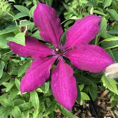 Clematis montana 'Ruütel' – Iszalag
