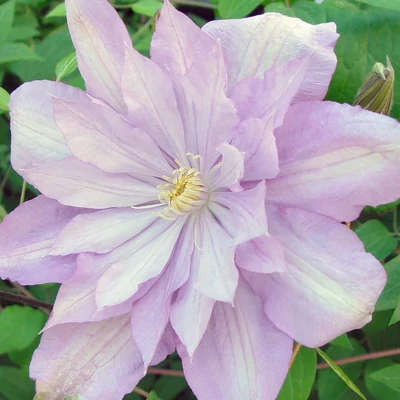 Clematis 'Proteus' – Iszalag